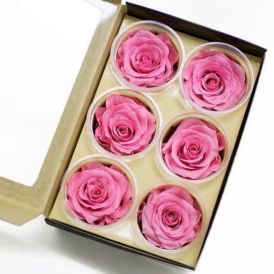 Pack of 6 Eternity Roses Preserved Flowers