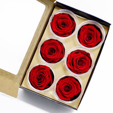  Pack of 6 Eternity Roses Preserved Flowers