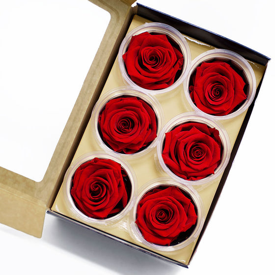 Pack of 6 Eternity Roses Preserved Flowers